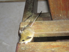 Reithrodontomys gracilis