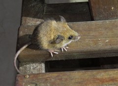 Reithrodontomys gracilis