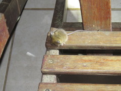 Reithrodontomys gracilis