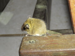 Reithrodontomys gracilis