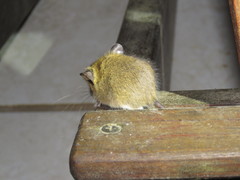 Reithrodontomys gracilis