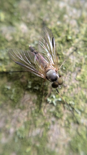 Small Fleck-winged Snipefly, Noordwijkerhout, Nederland, photo 5 of 10