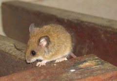 Reithrodontomys gracilis