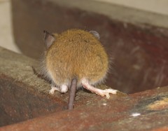 Reithrodontomys gracilis