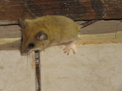 Reithrodontomys gracilis