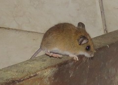 Reithrodontomys gracilis