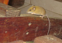 Reithrodontomys gracilis