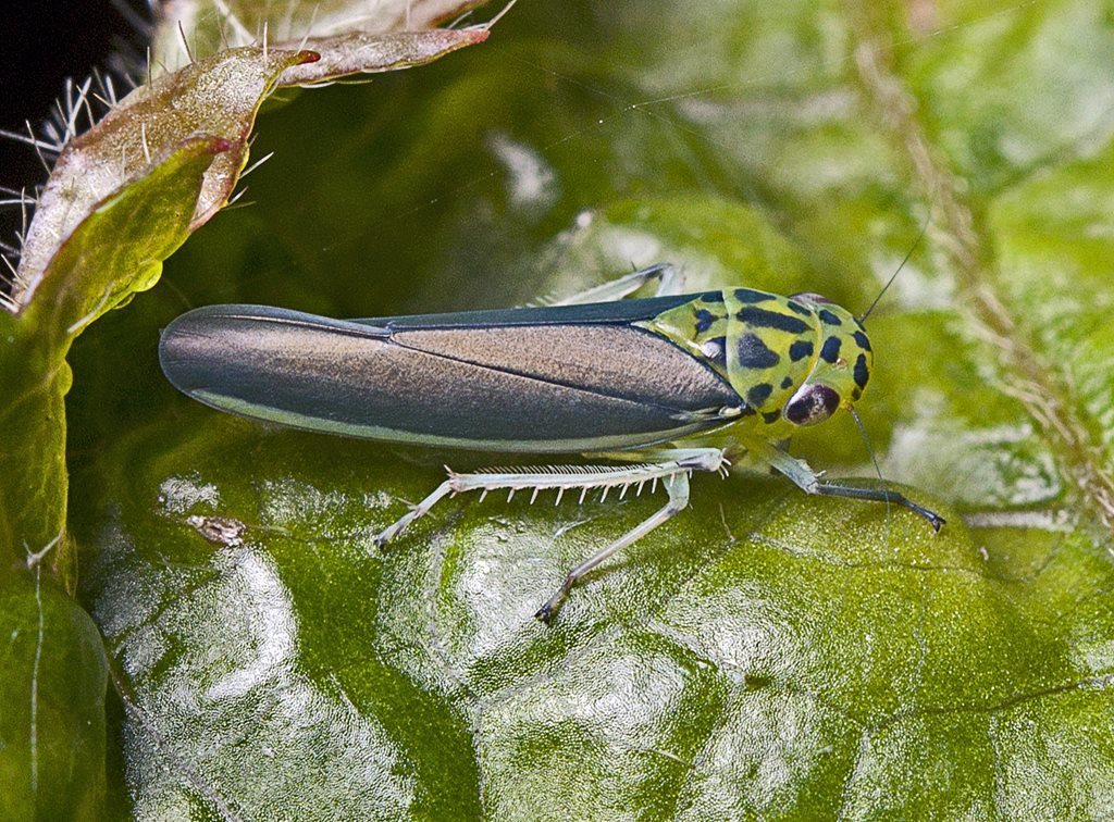 Ishidaella