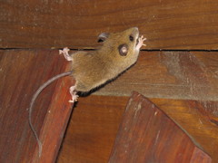 Reithrodontomys gracilis