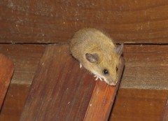 Reithrodontomys gracilis