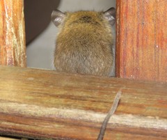 Reithrodontomys gracilis