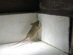 Reithrodontomys gracilis