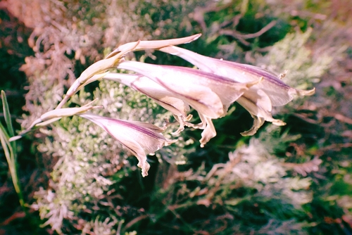 Image of Gladiolus recurvus by (c) Karen Eichholz, some rights reserved (CC BY)