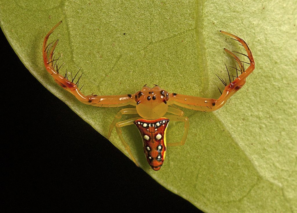 Arkys bulburinensis