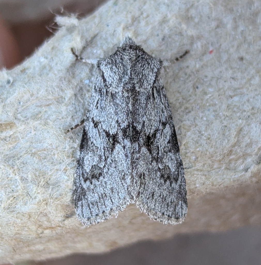 Lacinipolia patalis