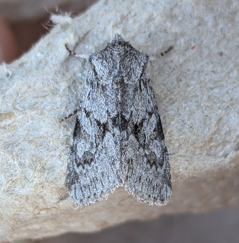 Lacinipolia patalis