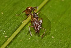 Orectognathus versicolor