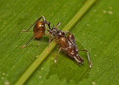 Orectognathus versicolor