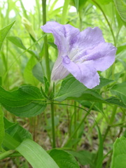 Ruellia strepens