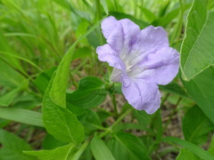 Ruellia strepens