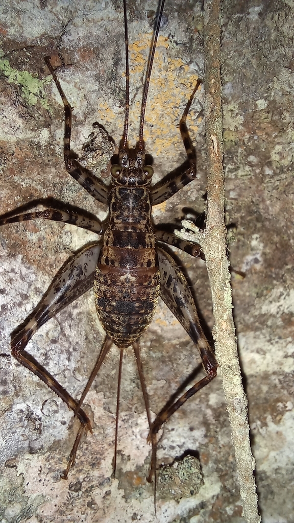 Neoacla