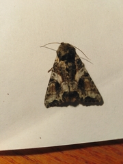 Lacanobia contigua