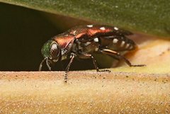 Diphucrania albosparsa