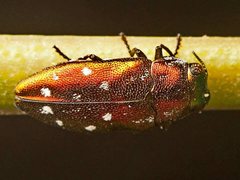 Diphucrania albosparsa