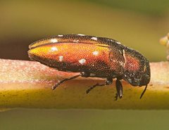 Diphucrania albosparsa