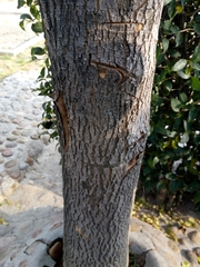 Pterocarpus