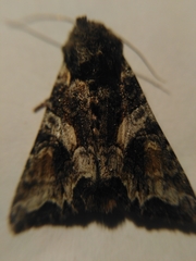 Lacanobia contigua