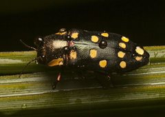 Diphucrania duodecimmaculata