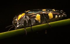 Diphucrania duodecimmaculata