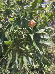 Aesculus glabra arguta