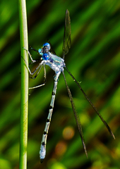 Lestes eurinus