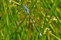 Lestes eurinus
