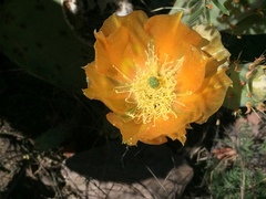 Opuntia discata
