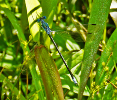 Lestes eurinus