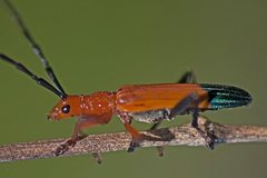 Stenoderus ostricilla