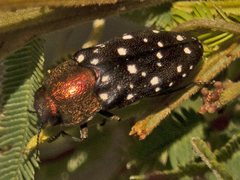 Diphucrania leucosticta