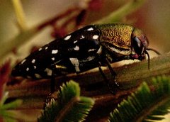Diphucrania leucosticta