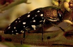 Diphucrania leucosticta