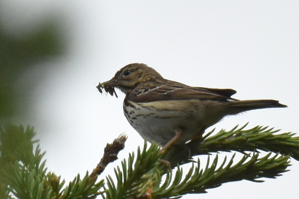 Tree Pipit