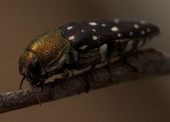 Diphucrania leucosticta