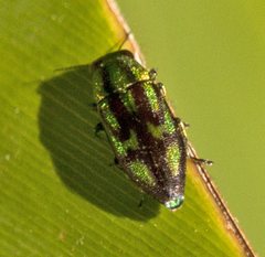 Melobasis purpurascens