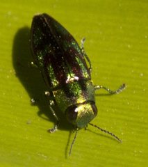 Melobasis purpurascens