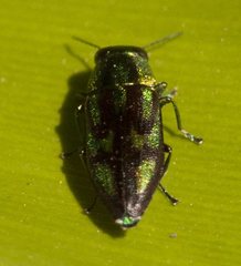 Melobasis purpurascens