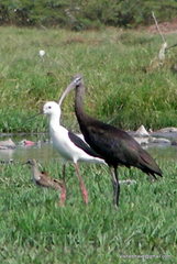 Plegadis falcinellus