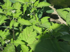 Solanum