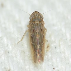 Graminella sonora